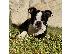 PoulaTo: Nina το αρσενικό Boston Terrier